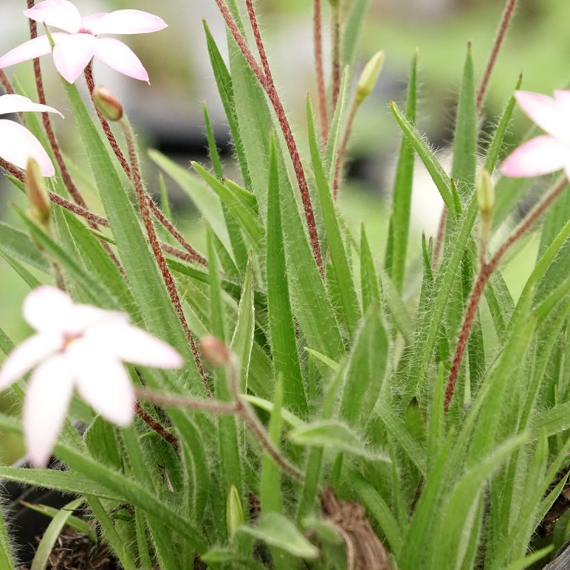 Rhodoxis Fairy Kisses - Sterretjesgras (Blad)