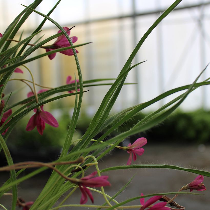 Rhodohypoxis Beverly - Sterretjesgras (Blad)