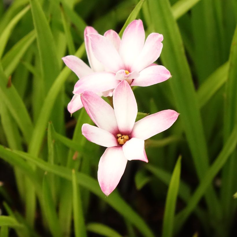Rhodoxis Summer Stars Peppermint (Bloei)