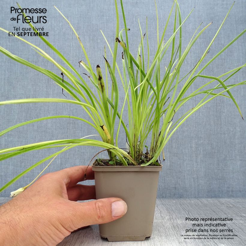 Exemplaar van Rhodoxis Summer Stars Peppermint Godet de 8/9 cm zoals geleverd in de herfst