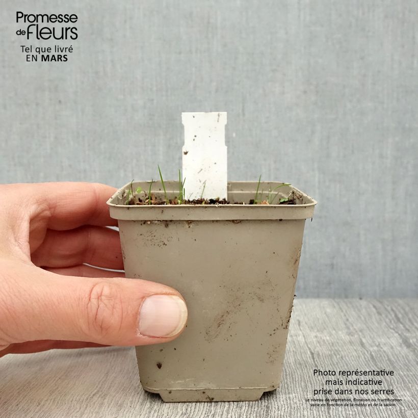 Exemplaar van Rhodoxis Summer Stars Peppermint Kweekpotje van 8/9 cm zoals geleverd in de lente