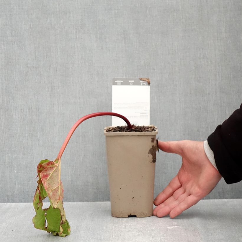 Exemplaar van Rabarber Canada Red Pot van 1 l/1,5 l zoals geleverd in de herfst