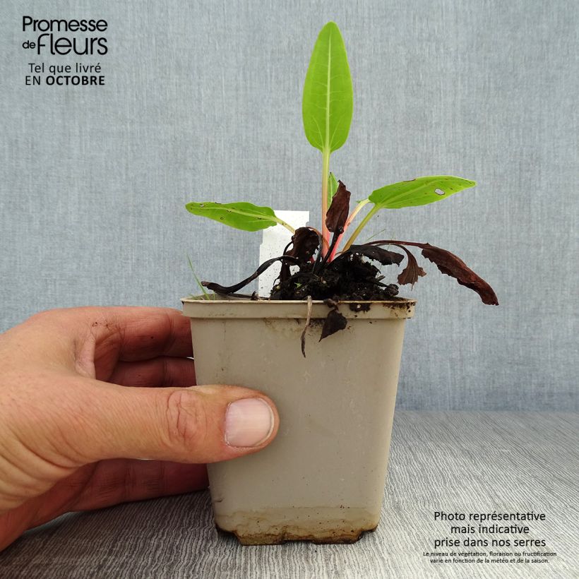 Exemplaar van Rheum alexandrae - Sierrabarber Kweekpotje van 8/9 cm zoals geleverd in de herfst