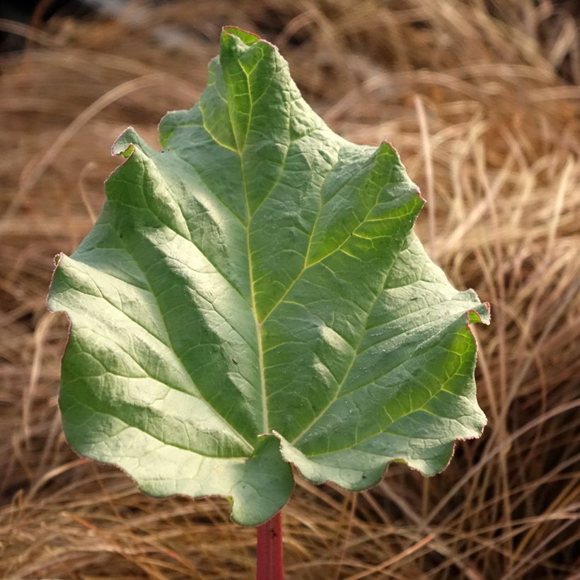 Rheum hybridum Victoria - Russische rabarber (Blad)