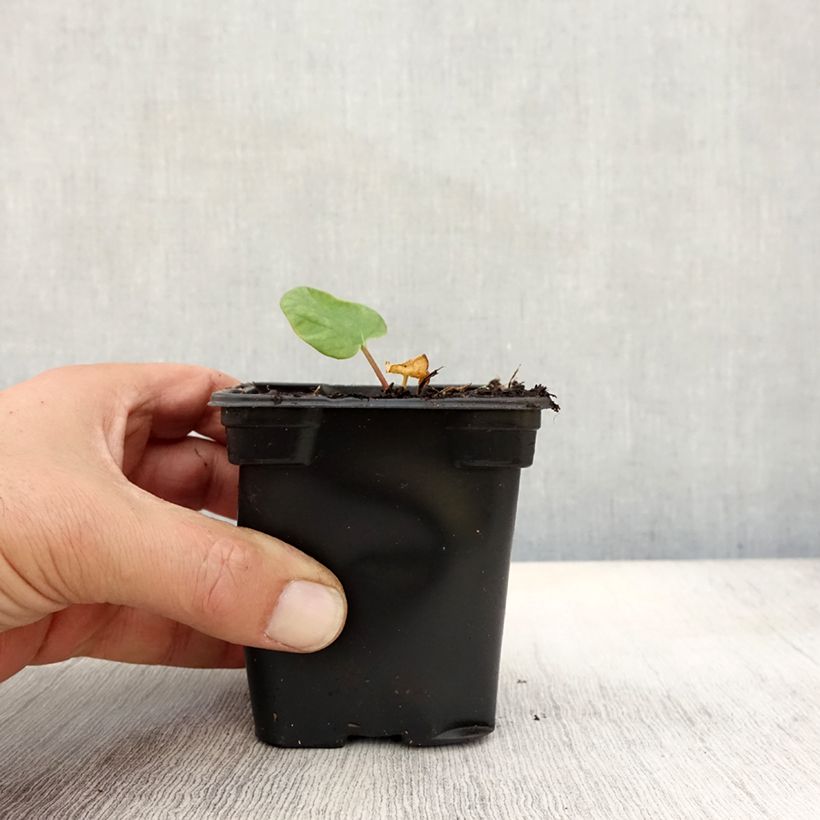 Exemplaar van Rhubarbe des jardins Victoria - Rheum rhabarbarum Godet de 8/9 cm zoals geleverd in de herfst