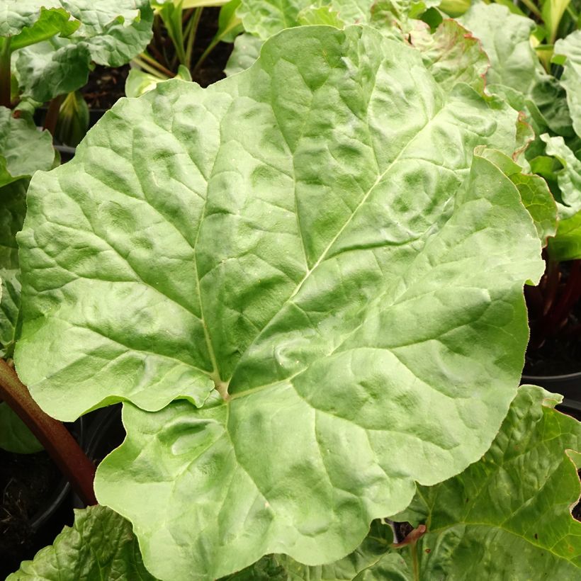 Rabarber Early Champagne (Blad)