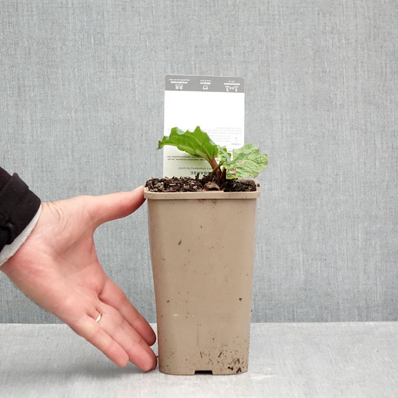 Exemplaar van Rabarber Fulton's Strawberry Surprise Pot van 1 l/1,5 l zoals geleverd in de herfst