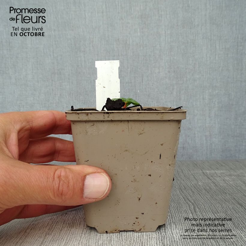Exemplaar van Rheum palmatum tanguticum - Russische rabarber Kweekpotje van 8/9 cm zoals geleverd in de herfst