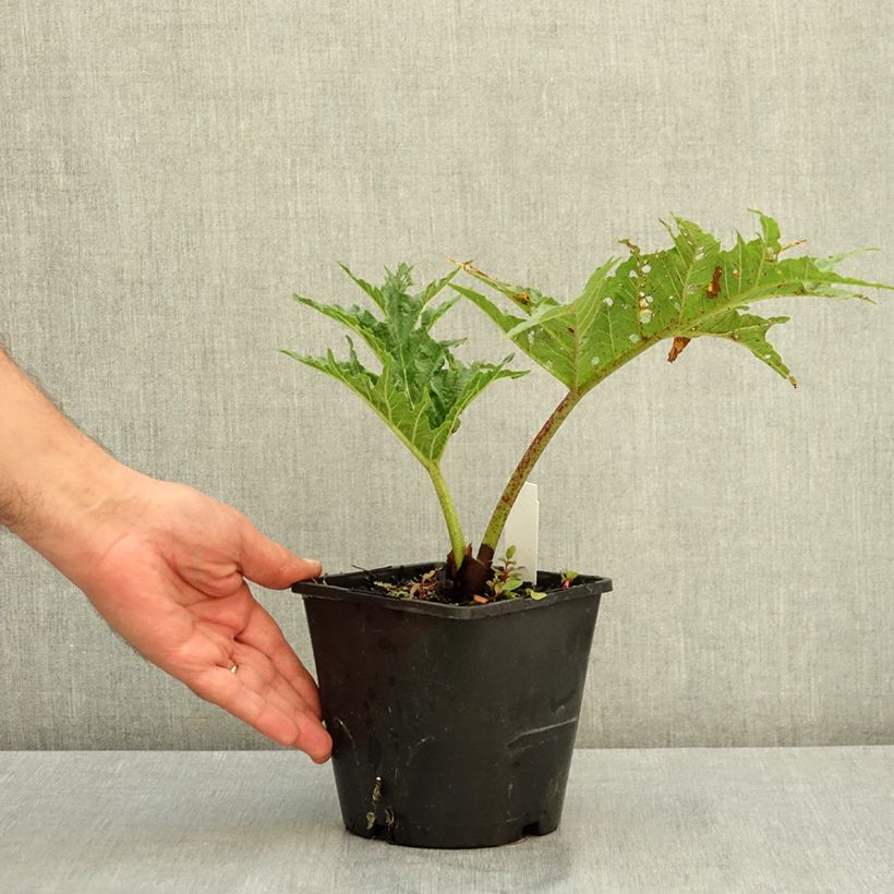 Exemplaar van Rheum palmatum tanguticum - Russische rabarber Pot van 2 l/3 l zoals geleverd in de zomer