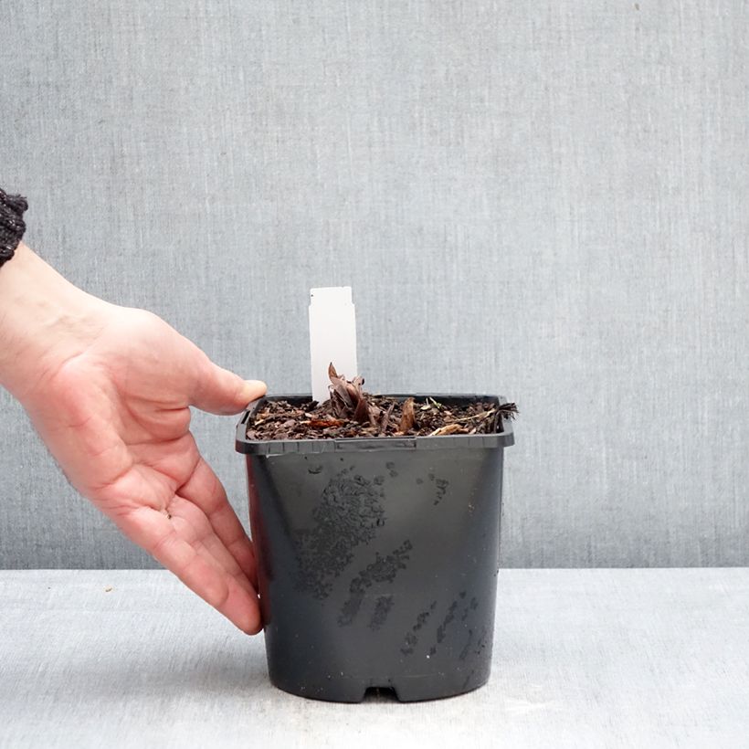 Exemplaar van Rheum palmatum tanguticum - Russische rabarber Pot van 2 l/3 l zoals geleverd in de winter