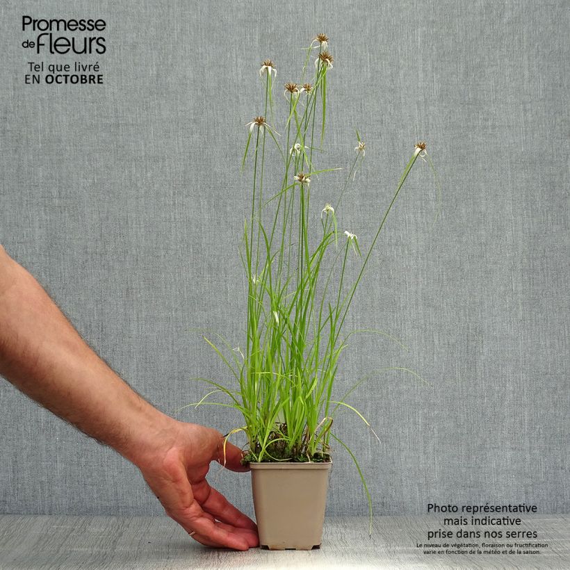 Exemplaar van Rhynchospora colorata - Stergras Kweekpotje van 8/9 cm zoals geleverd in de herfst