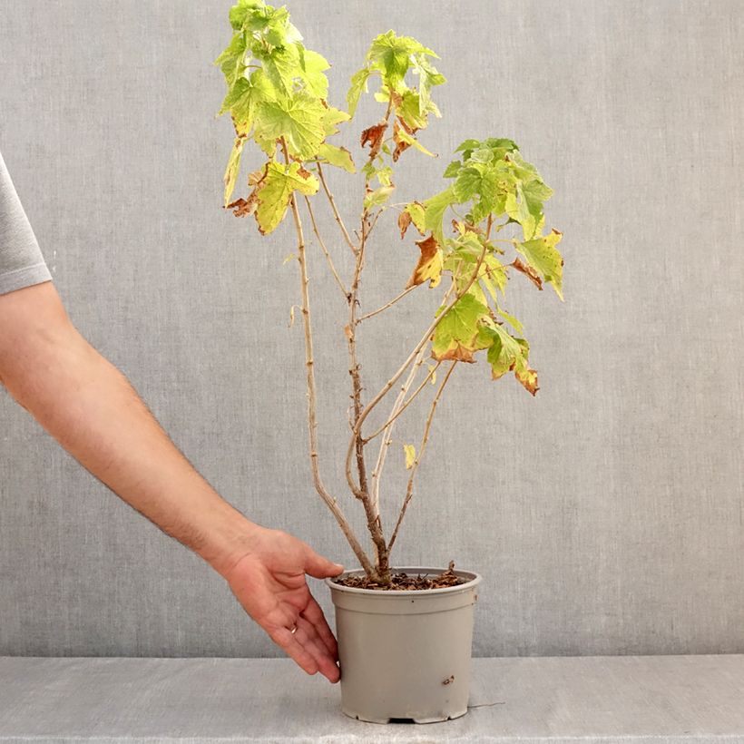 Exemplaar van Ribes americanum Variegatum - Wilde zwarte bes Pot van 3 l/4 l zoals geleverd in de zomer