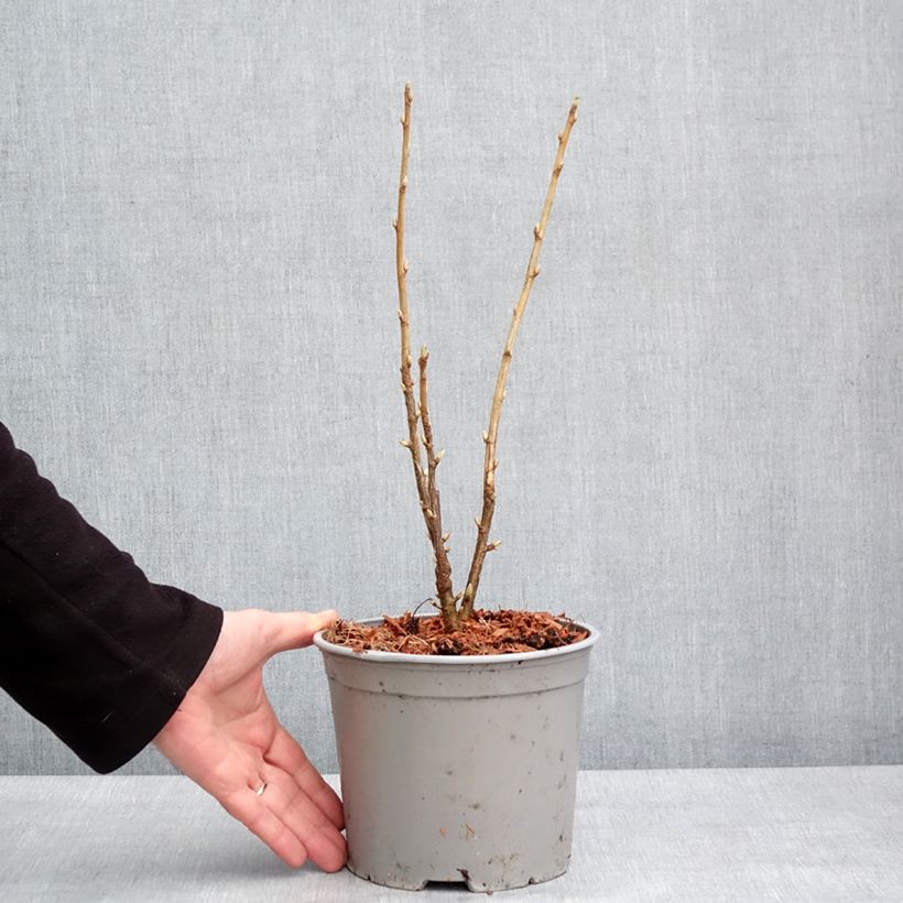 Exemplaar van Ribes americanum Variegatum - Wilde zwarte bes Pot van 3 l/4 l zoals geleverd in de winter