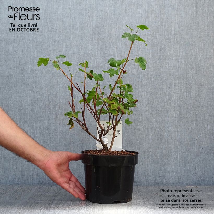 Exemplaar van Ribes gordonianum - Groseillier de Gordon Pot van 3 l/4 l zoals geleverd in de herfst