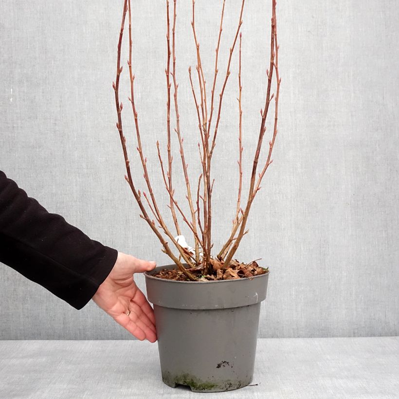 Exemplaar van Ribes sanguineum Amore - Rode ribes Pot van 4 l/5 l zoals geleverd in de winter