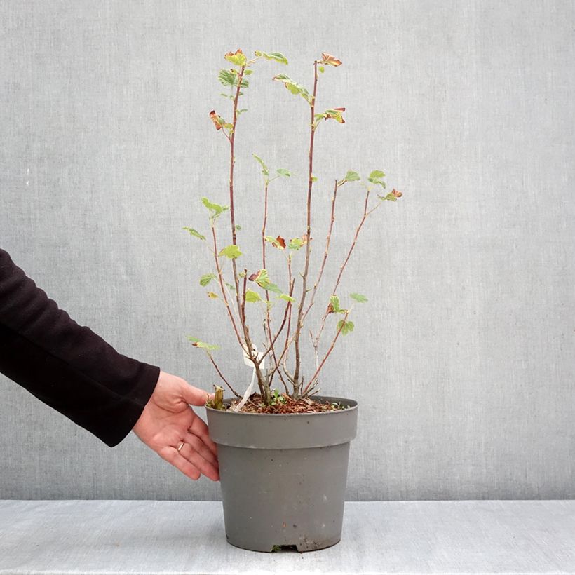 Exemplaar van Ribes sanguineum Amore - Rode ribes Pot van 4 l/5 l zoals geleverd in de herfst