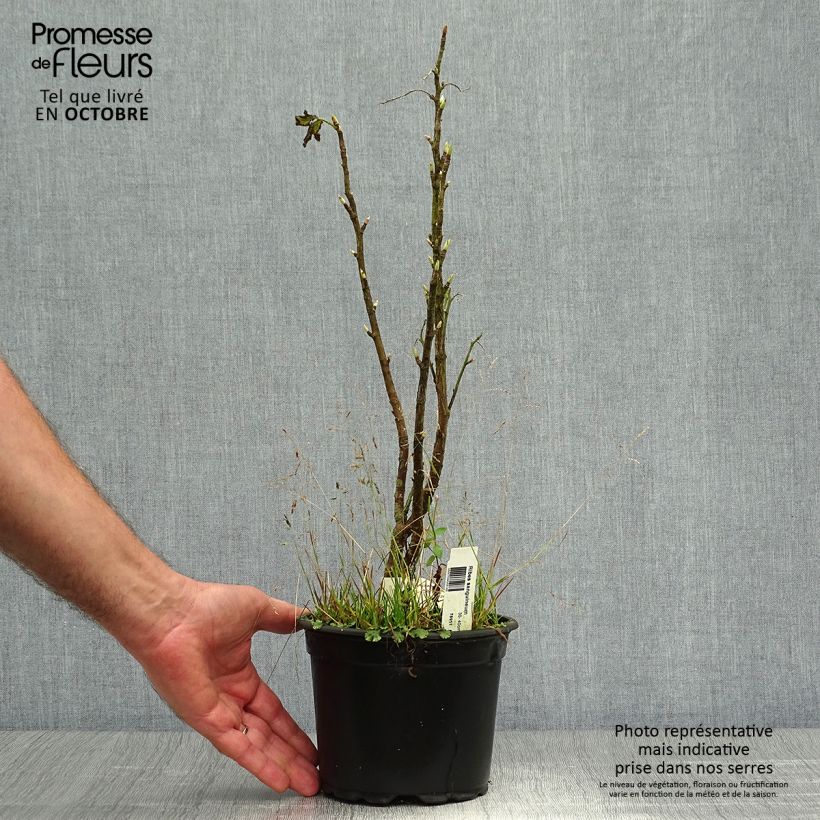 Exemplaar van Ribes sanguineum - Rode ribes Pot van 3 l/4 l zoals geleverd in de herfst