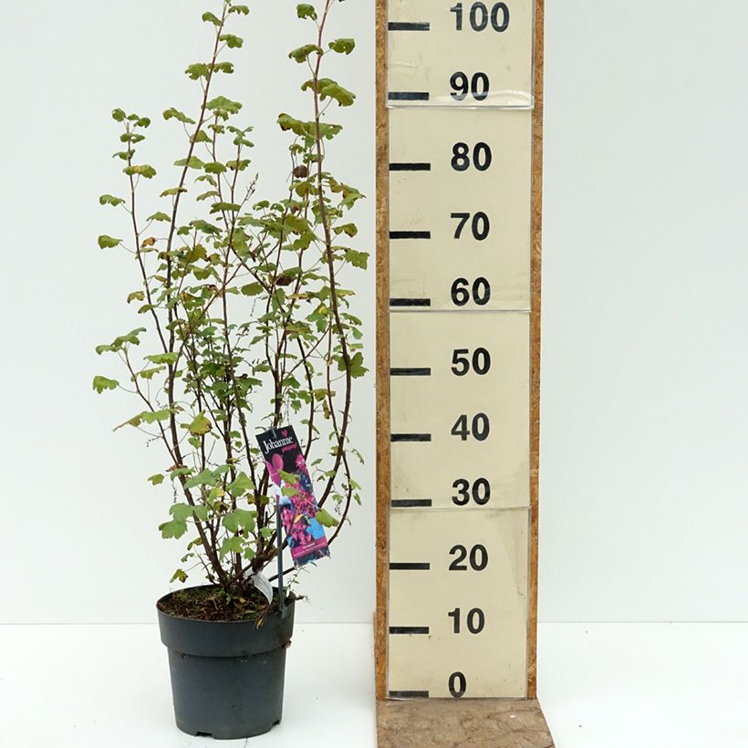 Exemplaar van Ribes sanguineum Johannie PinkPomp - Rode ribes Pot van 4 l/5 l zoals geleverd in de zomer