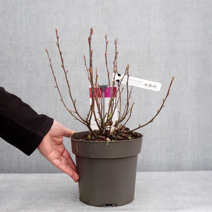 Exemplaar van Ribes sanguineum Johannie PinkPomp - Rode ribes Pot van 4 l/5 l zoals geleverd in de winter