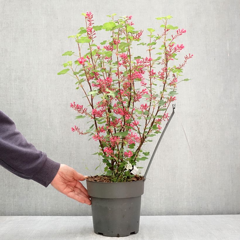 Exemplaar van Ribes sanguineum Johannie PinkPomp - Rode ribes Pot van 4 l/5 l zoals geleverd in de lente
