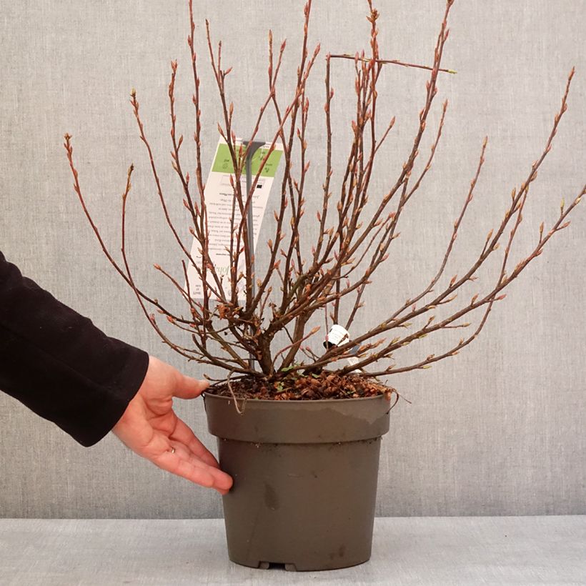 Exemplaar van Ribes sanguineum Johannie Whitenow - Rode ribes Pot van 4 l/5 l zoals geleverd in de winter