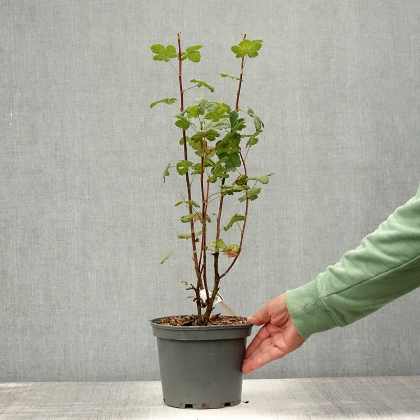 Exemplaar van Ribes sanguineum King Edward VII - Rode ribes Pot van 3 l/4 l zoals geleverd in de zomer