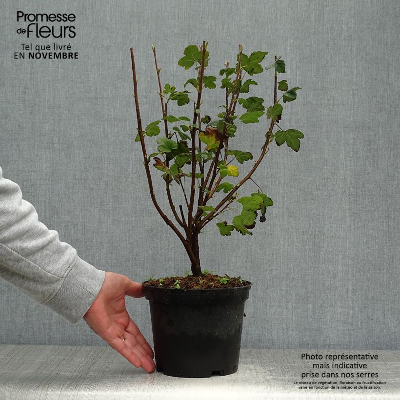 Exemplaar van Ribes sanguineum King Edward VII - Rode ribes Pot van 3 l/4 l zoals geleverd in de herfst