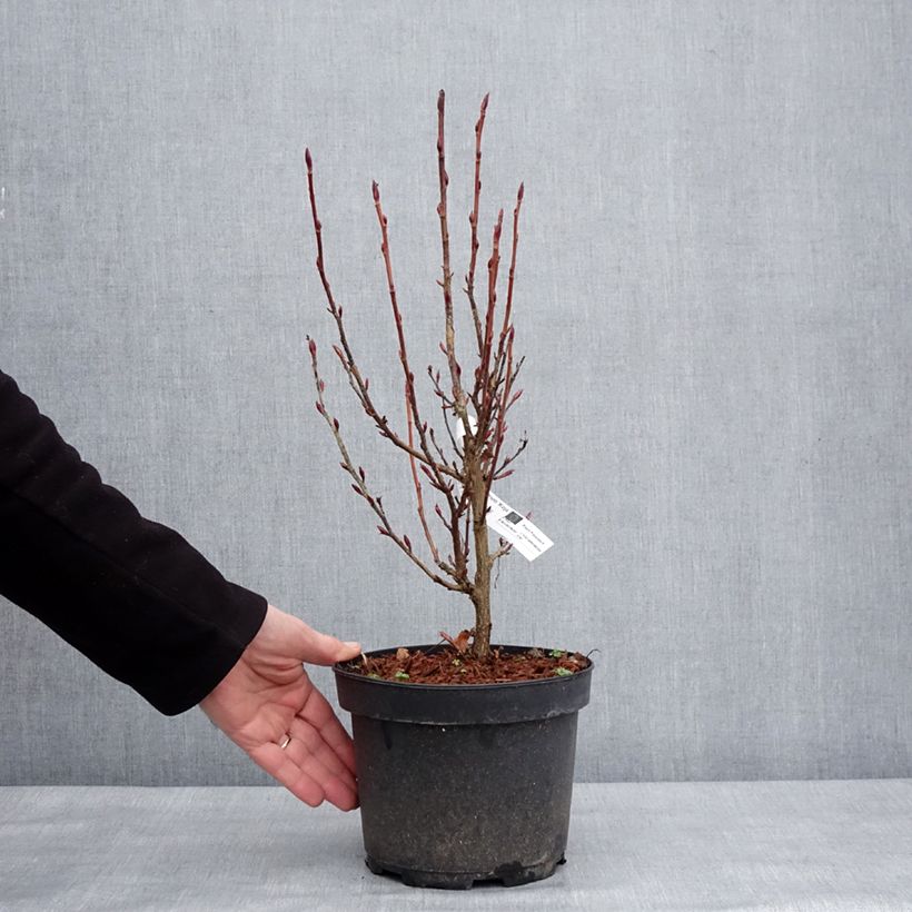 Exemplaar van Ribes sanguineum Koja - Rode ribes Pot van 3 l/4 l zoals geleverd in de winter