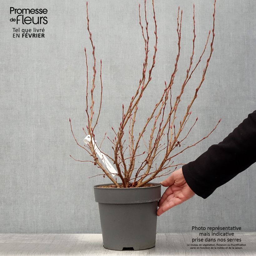 Exemplaar van Ribes sanguineum Oregon Snowflake - Rode ribes Pot van 3 l/4 l zoals geleverd in de winter