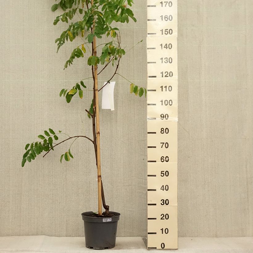Exemplaar van Robinia margaretta Georgia da Torino - Robinier rose Pot de 7,5L/10L zoals geleverd in de herfst