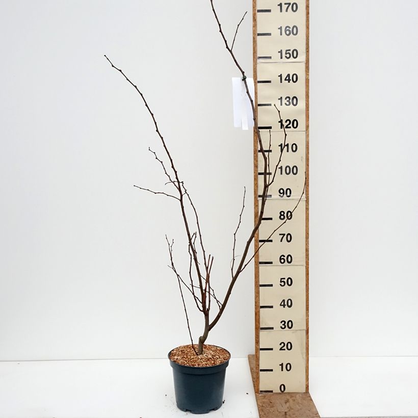 Example of Robinia margaretta Georgia da Torino - Roze schijnacacia Pot van 7,5 l/10 l as you get in hiver