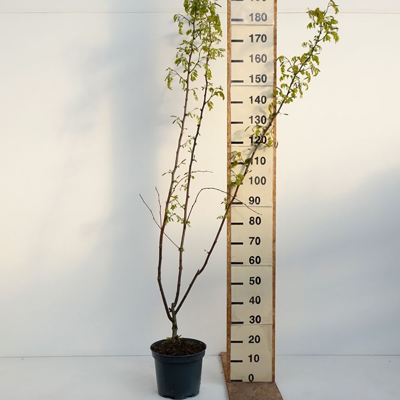 Exemplaar van Robinia margaretta Georgia da Torino - Roze schijnacacia Pot van 7,5 l/10 l zoals geleverd in de lente