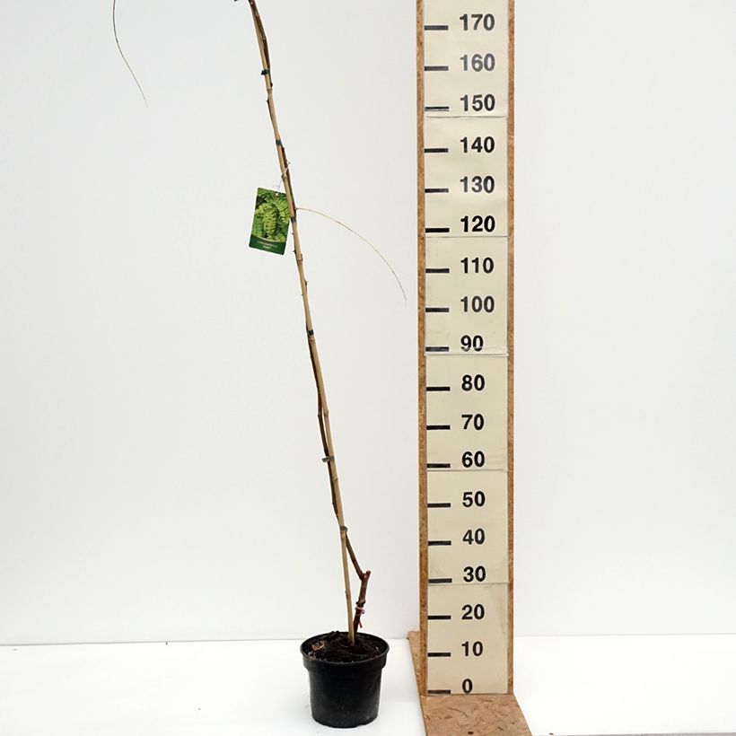 Exemplaar van Robinia pseudoacacia Altdorf - Valse acacia Pot van 4 l/5 l zoals geleverd in de herfst