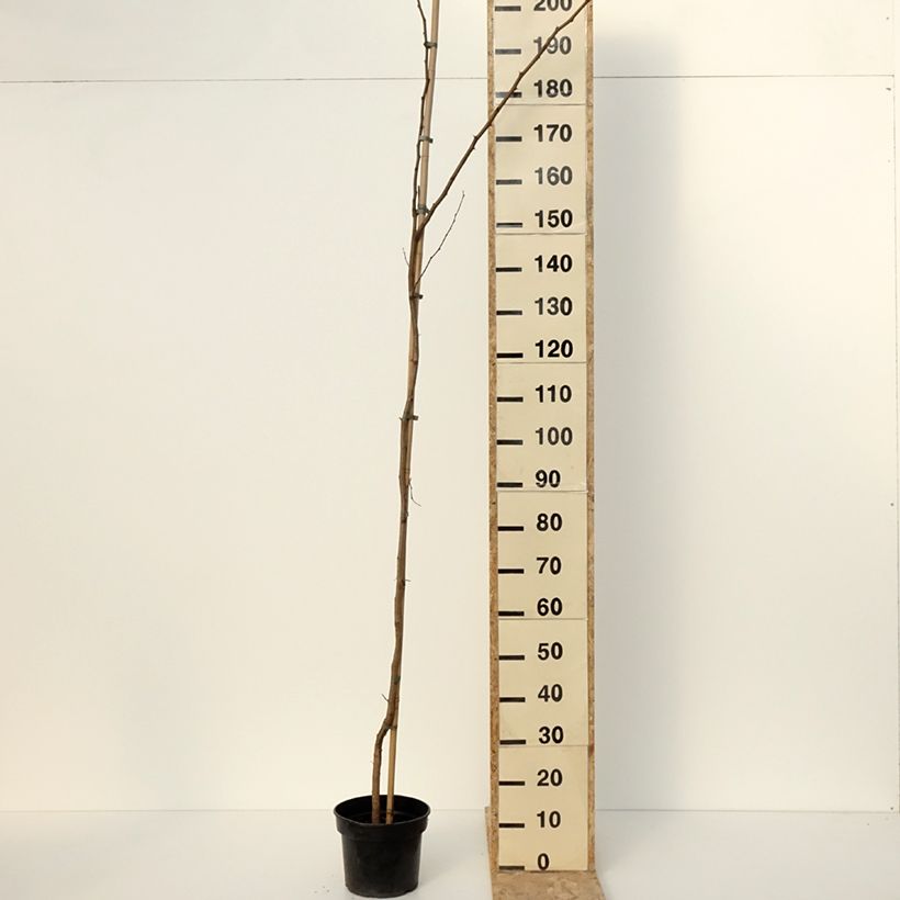Example of Robinia pseudoacacia Altdorf - Valse acacia Pot van 4 l/5 l as you get in hiver