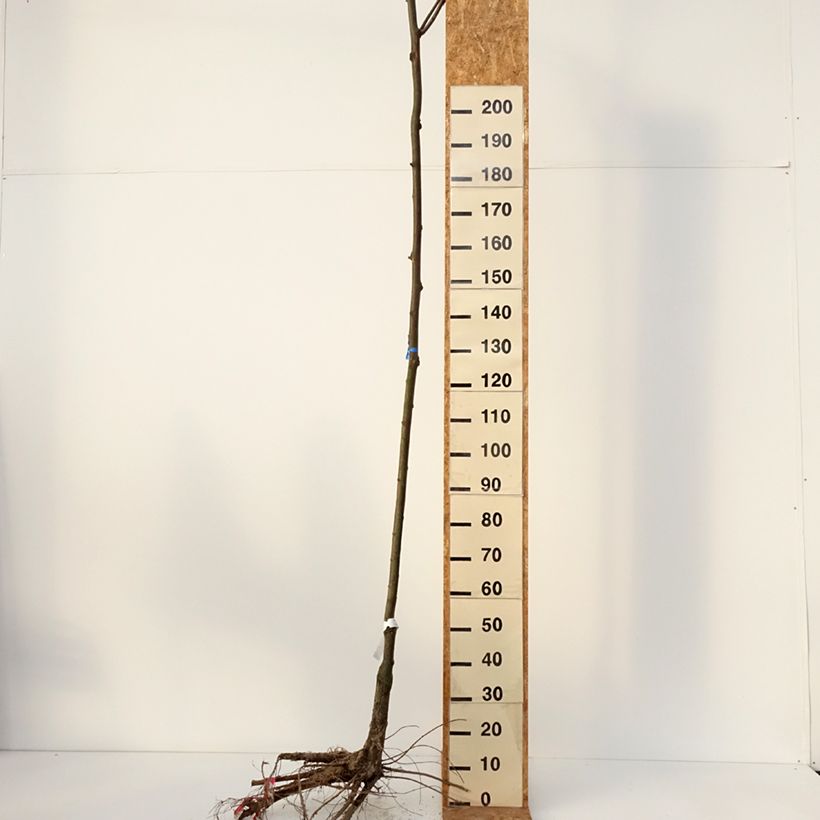 Exemplaar van Robinia pseudoacacia Casque Rouge - Valse acacia Naakte wortel, Stengel zoals geleverd in de winter