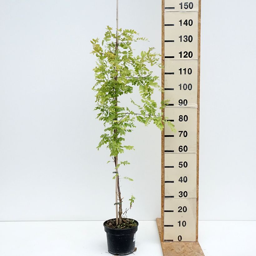 Exemplaar van Robinia pseudoacacia Coluteoides - Valse acacia Pot van 4 l/5 l zoals geleverd in de zomer