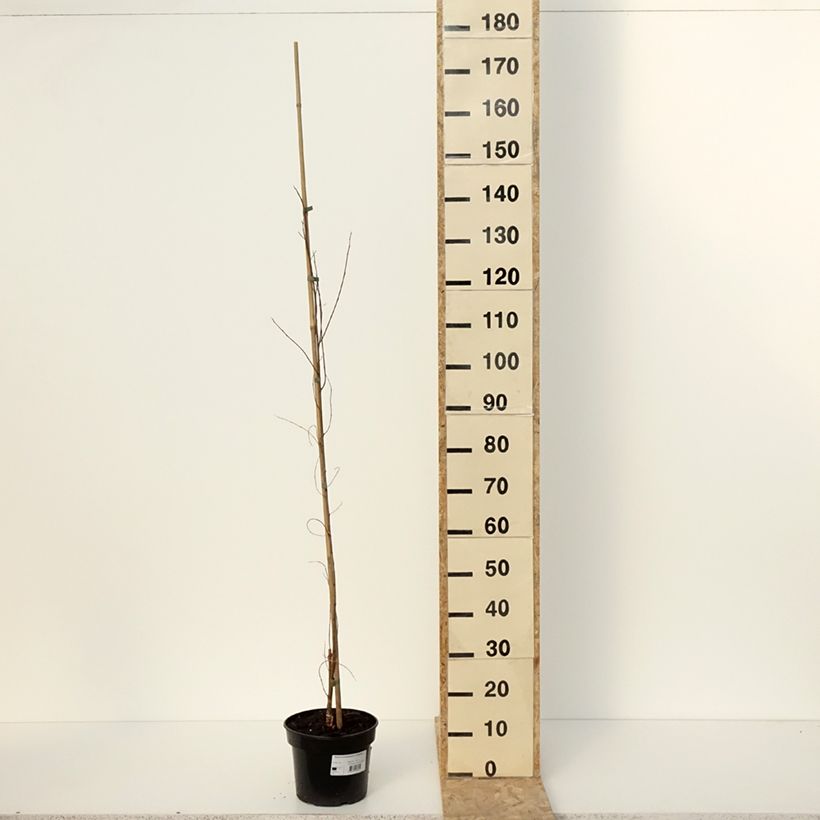 Exemplaar van Robinia pseudoacacia Coluteoides - Robinier faux acacia Pot de 4L/5L, Greffé zoals geleverd in de winter