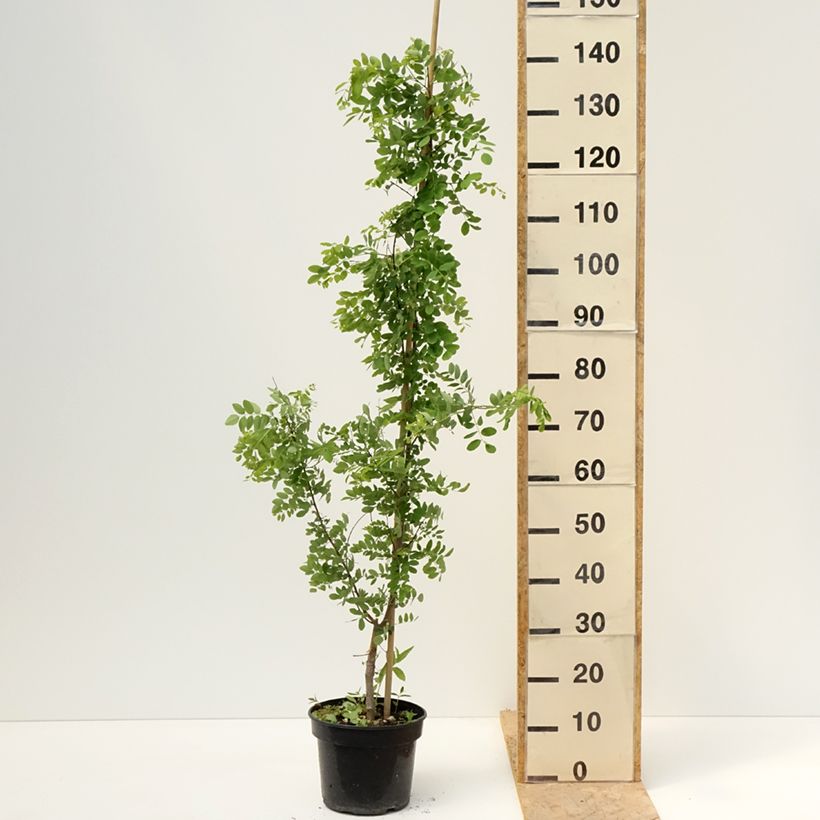 Example of Robinia pseudoacacia Coluteoides - Valse acacia Pot van 4 l/5 l as you get in printemps