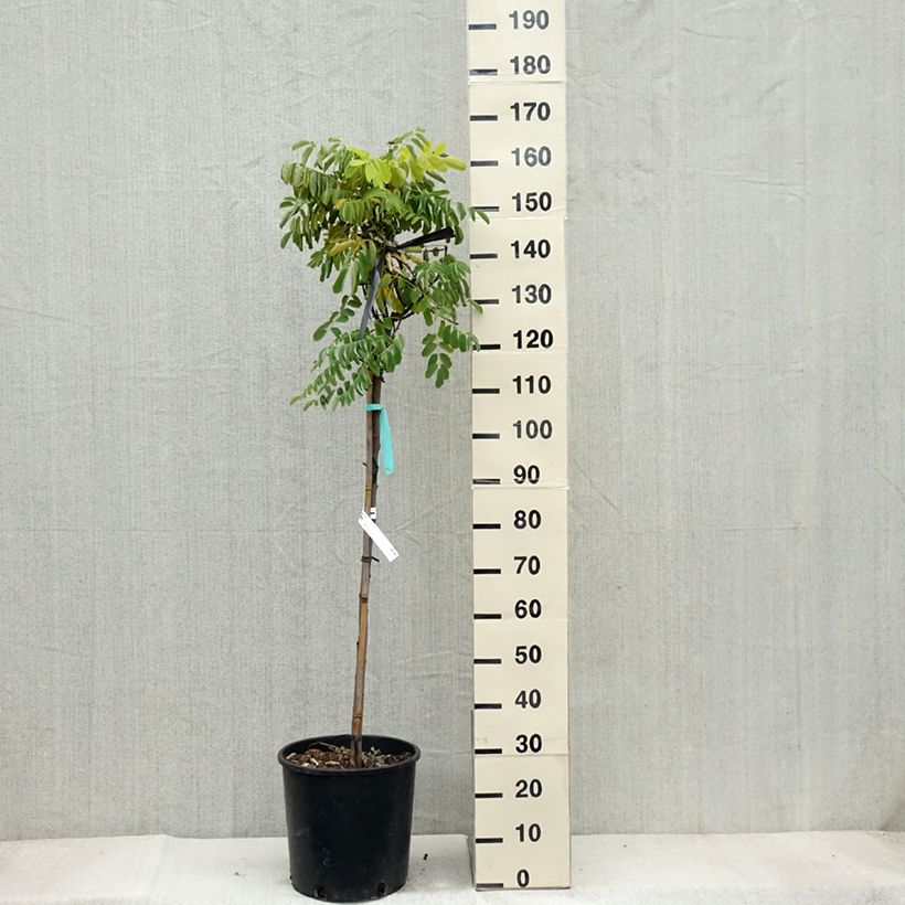 Exemplaar van Robinia pseudoacacia Frisia - Valse acacia Pot van 12 l/15 l, Kroonhoogte zoals geleverd in de herfst