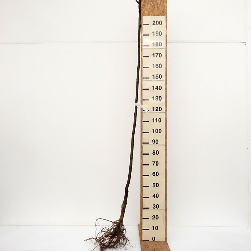 Exemplaar van Robinia pseudoacacia Frisia - Valse acacia Naakte wortel, Stengel zoals geleverd in de winter