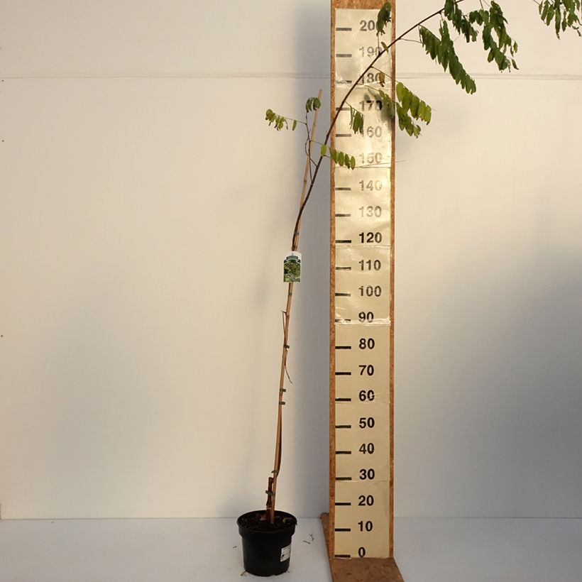 Exemplaar van Robinia pseudoacacia Karolina Zamoyska - Valse acacia Pot van 4 l/5 l zoals geleverd in de herfst