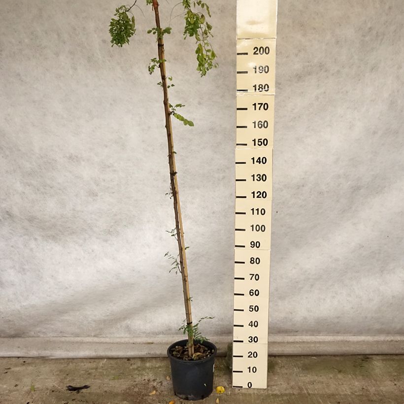 Exemplaar van Robinia pseudoacacia Twisty Baby - Acacia nain tortueux. Pot de 7,5L/10L zoals geleverd in de herfst