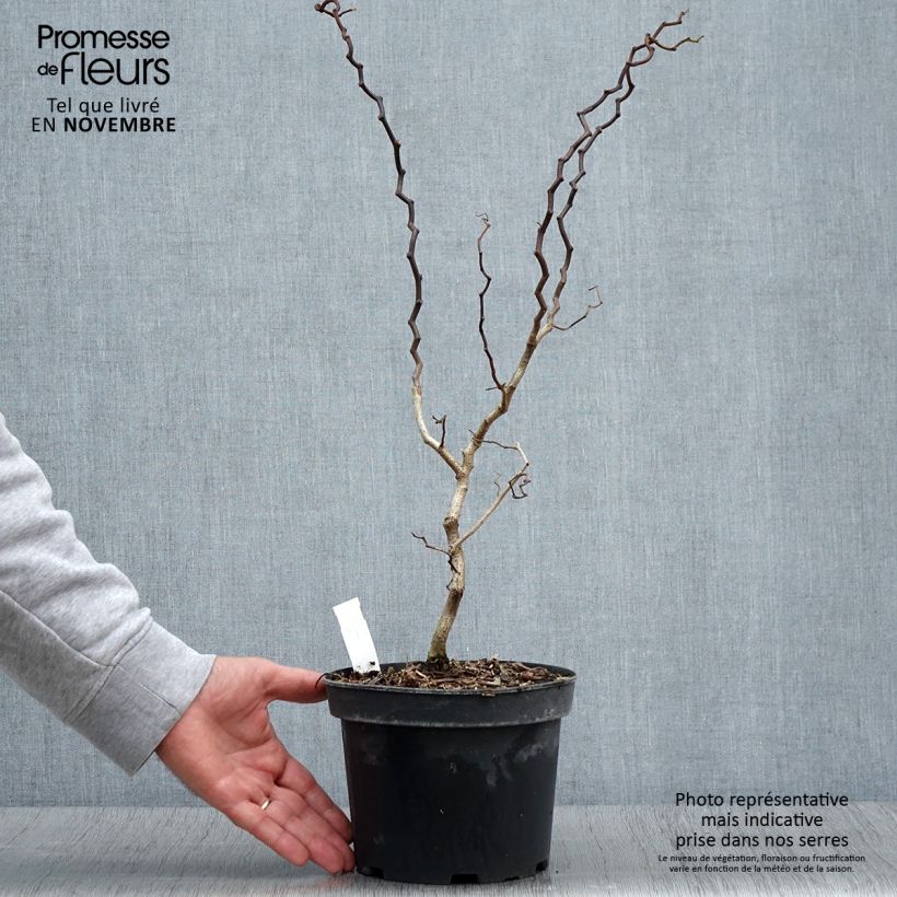 Exemplaar van Robinia pseudoacacia Twisty Baby - Acacia nain tortueux. Pot de 3L/4L zoals geleverd in de herfst