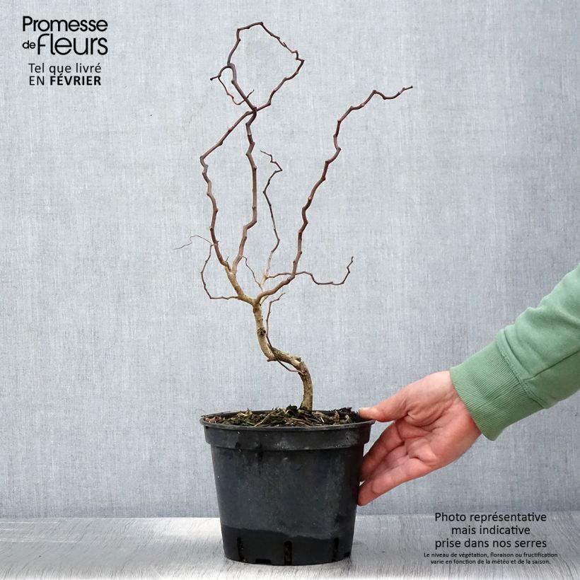 Exemplaar van Robinia pseudoacacia Twisty Baby - Valse acacia Pot van 3 l/4 l zoals geleverd in de winter