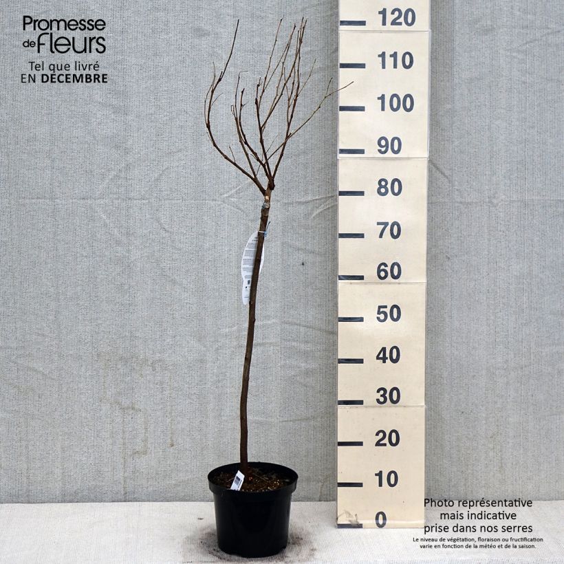 Exemplaar van Robinia pseudoacacia Umbraculifera - Valse acacia Pot van 4 l/5 l, Half-hoge stam zoals geleverd in de herfst