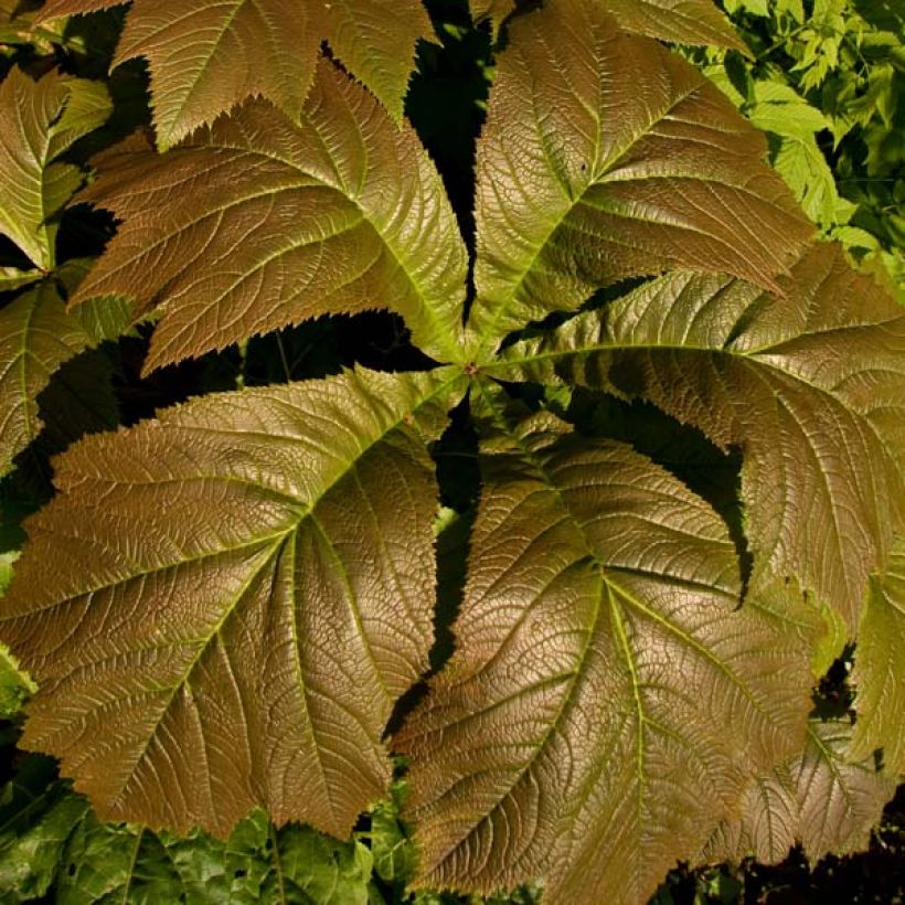 Rodgersia aesculifolia Irish Bronze - Schout-bij-nacht (Blad)