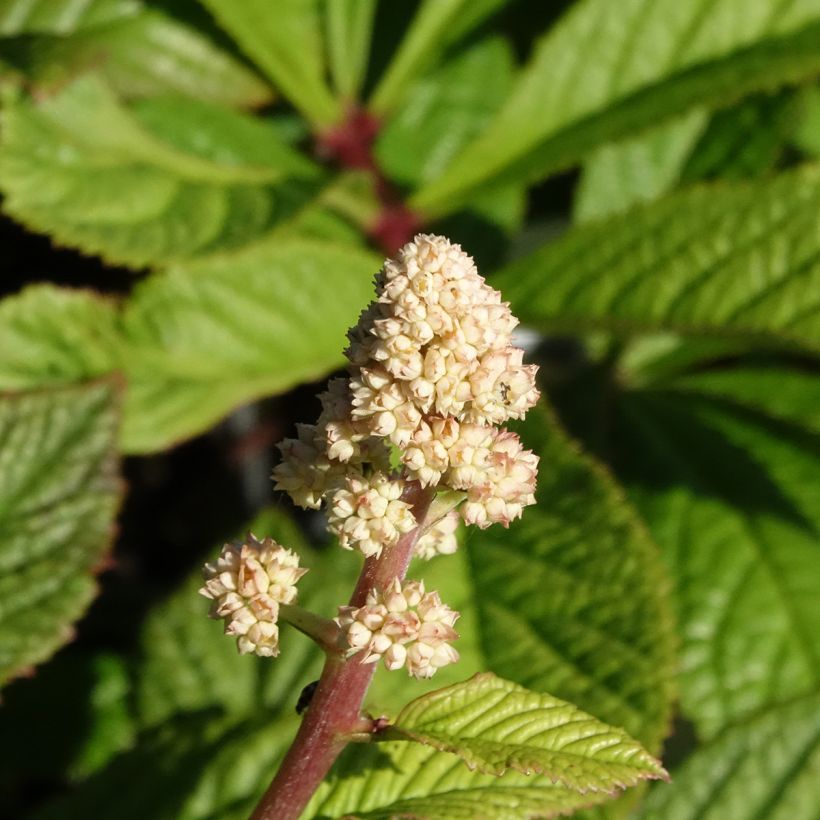 Rodgersia henrici - Schout-bij-nacht (Bloei)