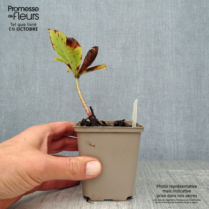 Exemplaar van Rodgersia henrici - Schout-bij-nacht Kweekpotje van 8/9 cm zoals geleverd in de herfst