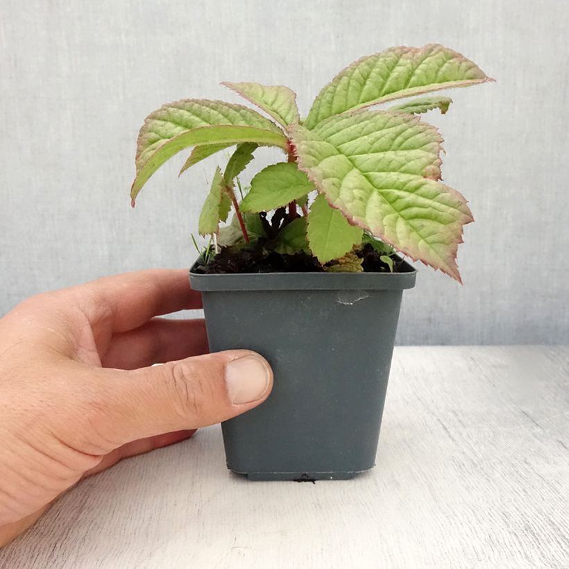Exemplaar van Rodgersia henrici - Schout-bij-nacht Kweekpotje van 8/9 cm zoals geleverd in de zomer