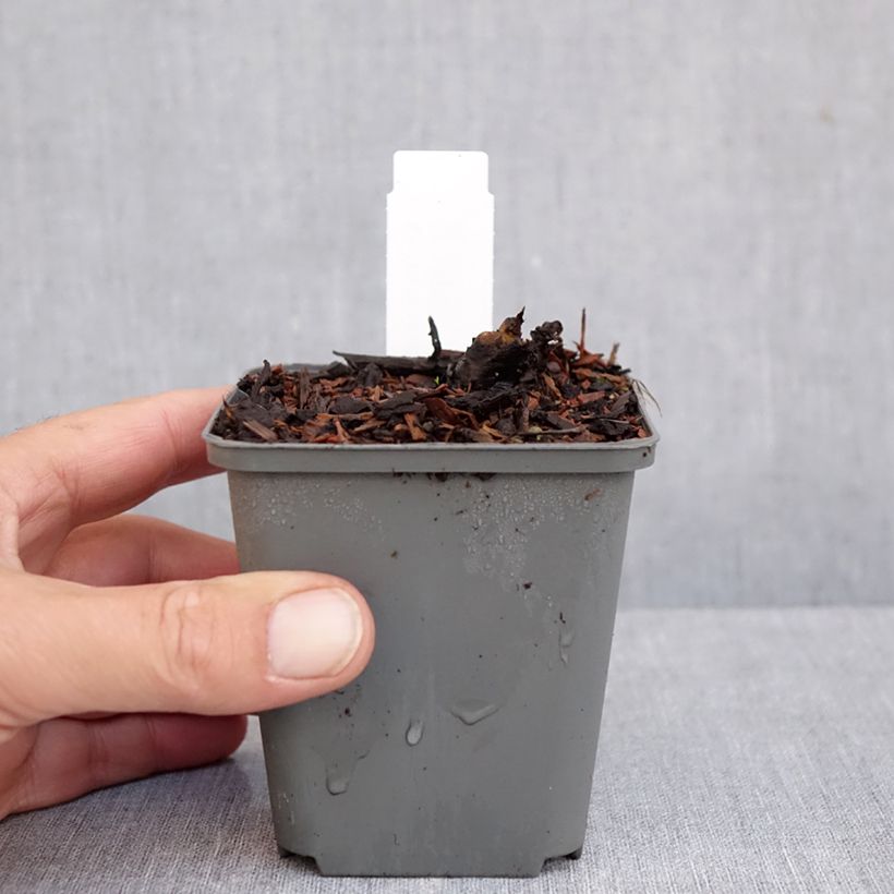 Exemplaar van Rodgersia La Blanche - Schout-bij-nacht Kweekpotje van 8/9 cm zoals geleverd in de herfst